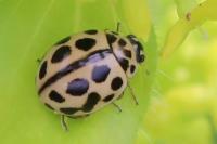 Tytthaspis sedecimpunctata