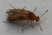 Anaspis maculata