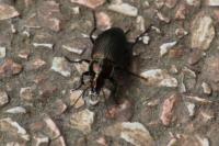 Poecilus cupreus