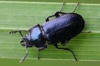 Platycerus caraboides