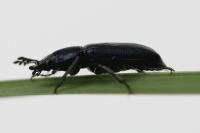 Platycerus caraboides