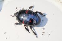 Hister quadrimaculatus