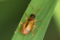 Demetrias atricapillus