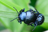 Timarcha goettingensis