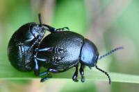 Timarcha goettingensis