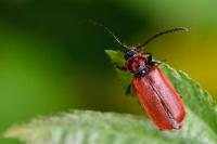 Pyrrhidium sanguineum