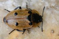 Dendroxena quadrimaculata