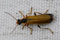 Cantharis decipiens