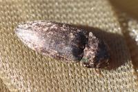 Agrypnus murinus