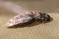 Agrypnus murinus