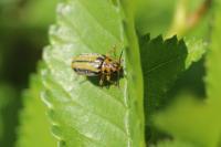 Xanthogaleruca luteola