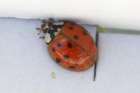 Harmonia axyridis