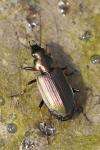 Agonum marginatum