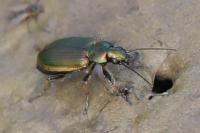 Agonum marginatum