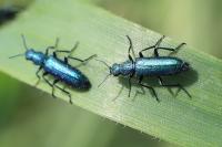 Psilothrix viridicoerulea