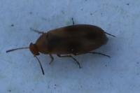 Anaspis maculata
