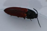 Ampedus
