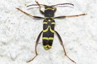 Clytus arietis