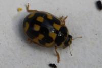 Propylea quatuordecimpunctata