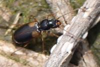 Acupalpus meridianus