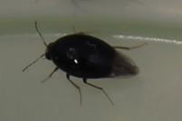 Scaphisoma