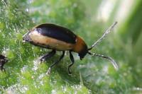 Longitarsus dorsalis