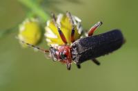 Cantharis rustica