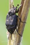 Valgus hemipterus