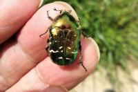 Cetonia aurata