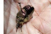 Cetonia aurata