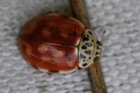 Harmonia quadripunctata