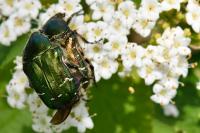 Cetonia aurata