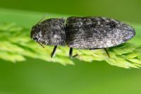 Agrypnus murinus