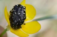 Oxythyrea funesta