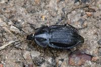 Phosphuga atrata