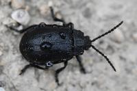 Galeruca tanaceti