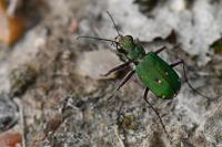 Cicindela campestris
