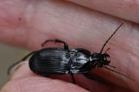 Abax parallelepipedus