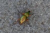 Carabus auratus