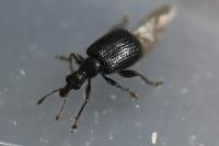 Deporaus betulae