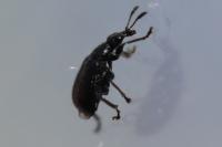 Deporaus betulae
