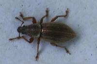 Polydrusus marginatus