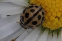 Tytthaspis sedecimpunctata