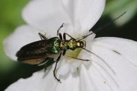 Oedemera nobilis