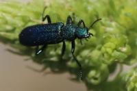 Psilothrix viridicoerulea