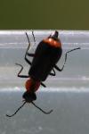 Attalus minimus