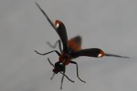 Attalus minimus