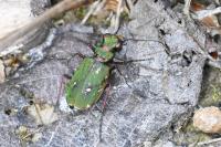 Cicindela campestris
