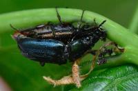 Platycerus caraboides