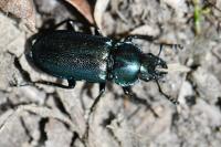 Platycerus caraboides
